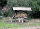 WWF Reserve - Sardinian Deer